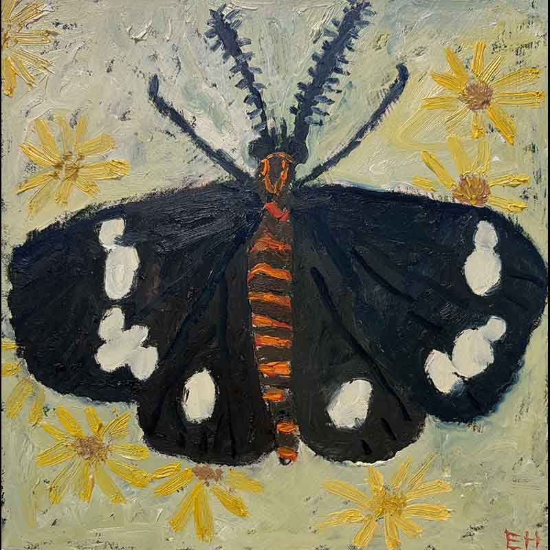 Magpie moth