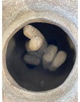 Pig pot