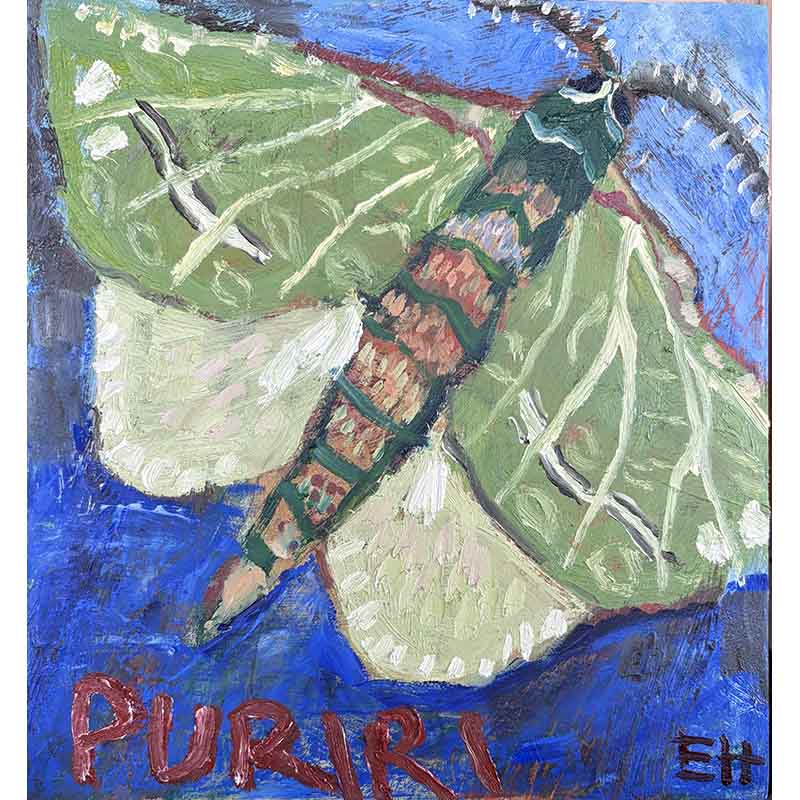 Puriri moth