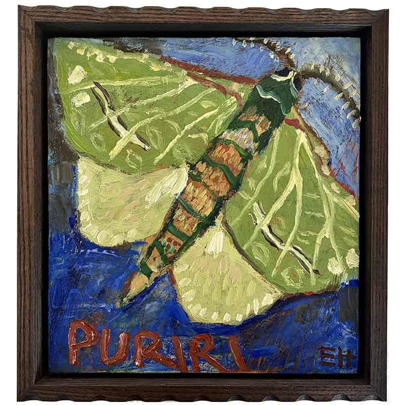 Puriri moth