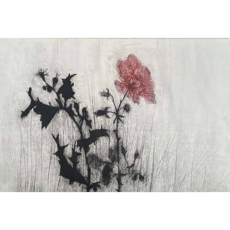 Collection Image