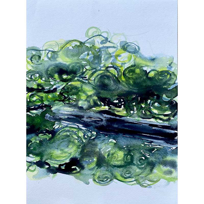 Spirogyra